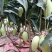 金煌芒15两以上