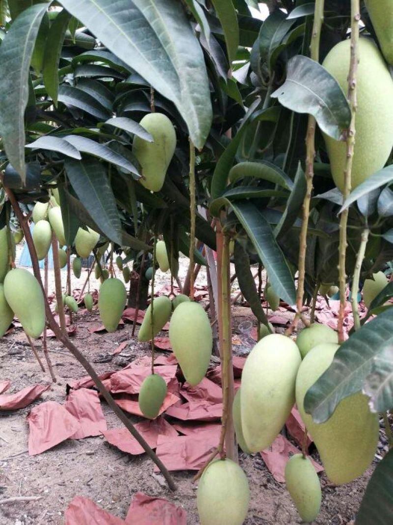 金煌芒15两以上