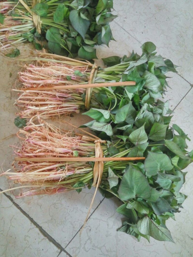 红薯苗15~25cm