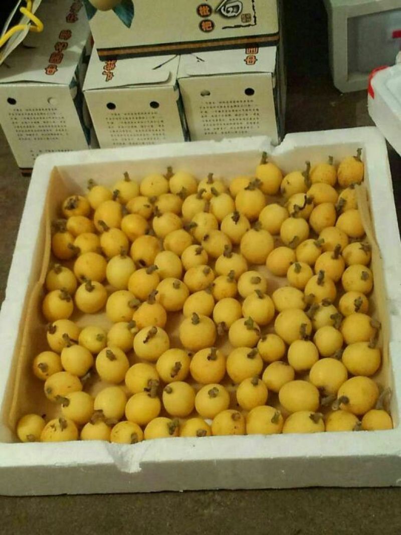宁海一市白枇杷