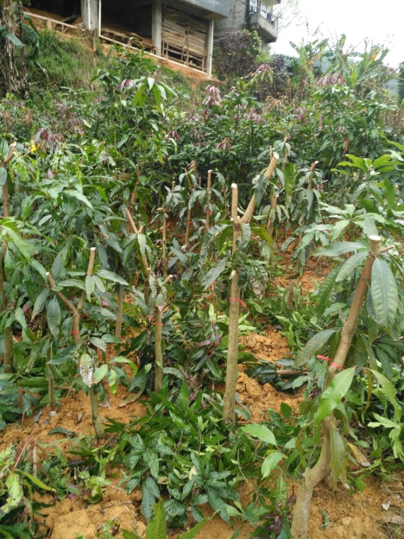 芒果树
