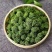 文山三七花干货鲜无柄250克一斤包邮