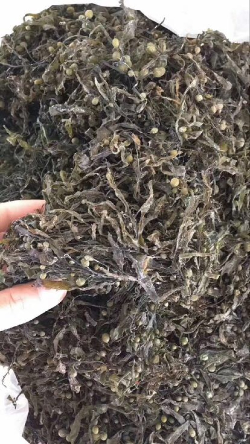 黑藻海藻