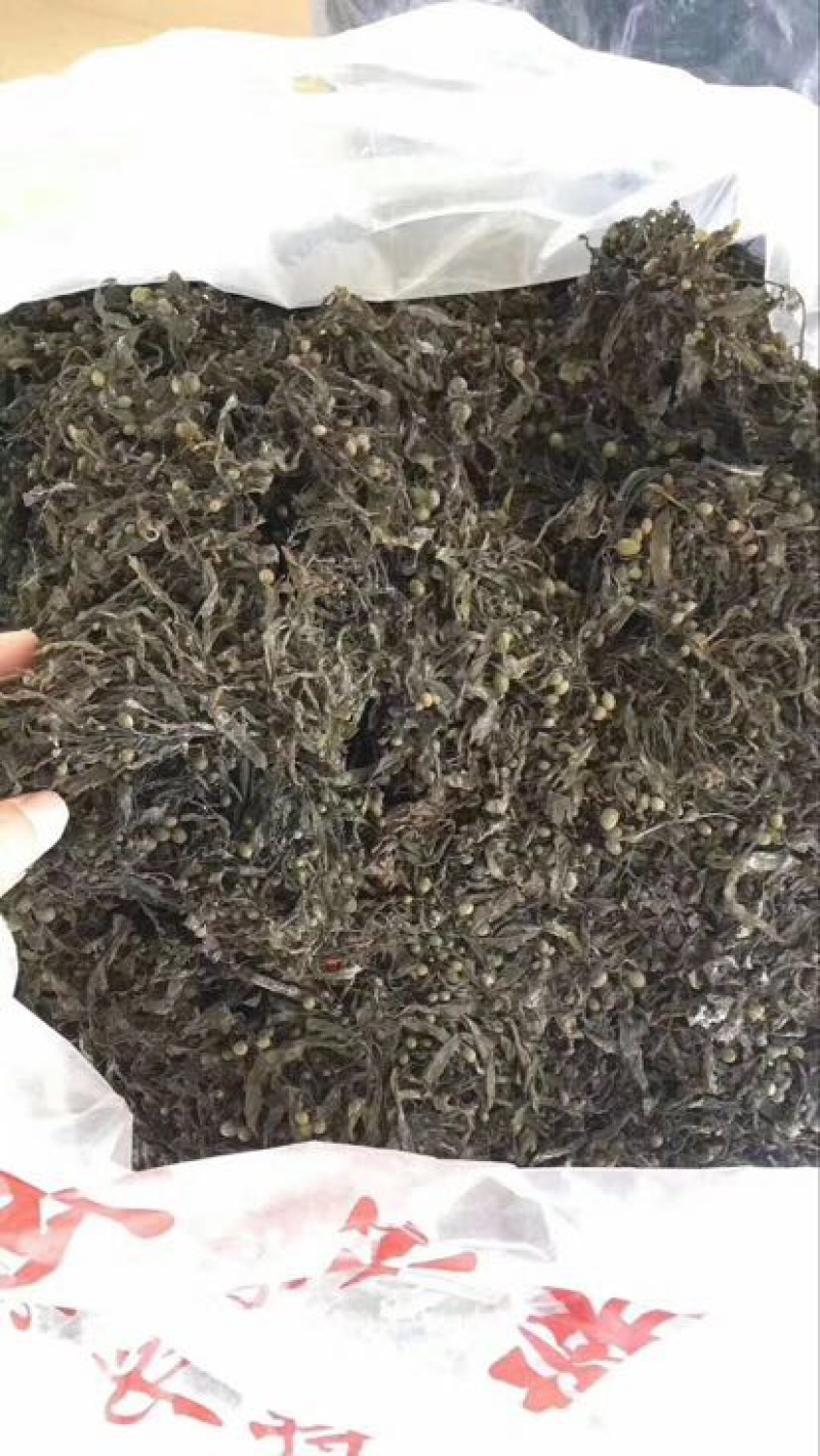 黑藻海藻