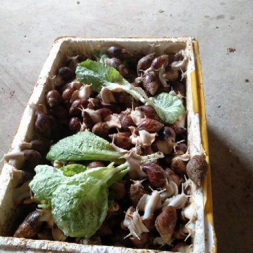 蜗牛白玉蜗牛种苗