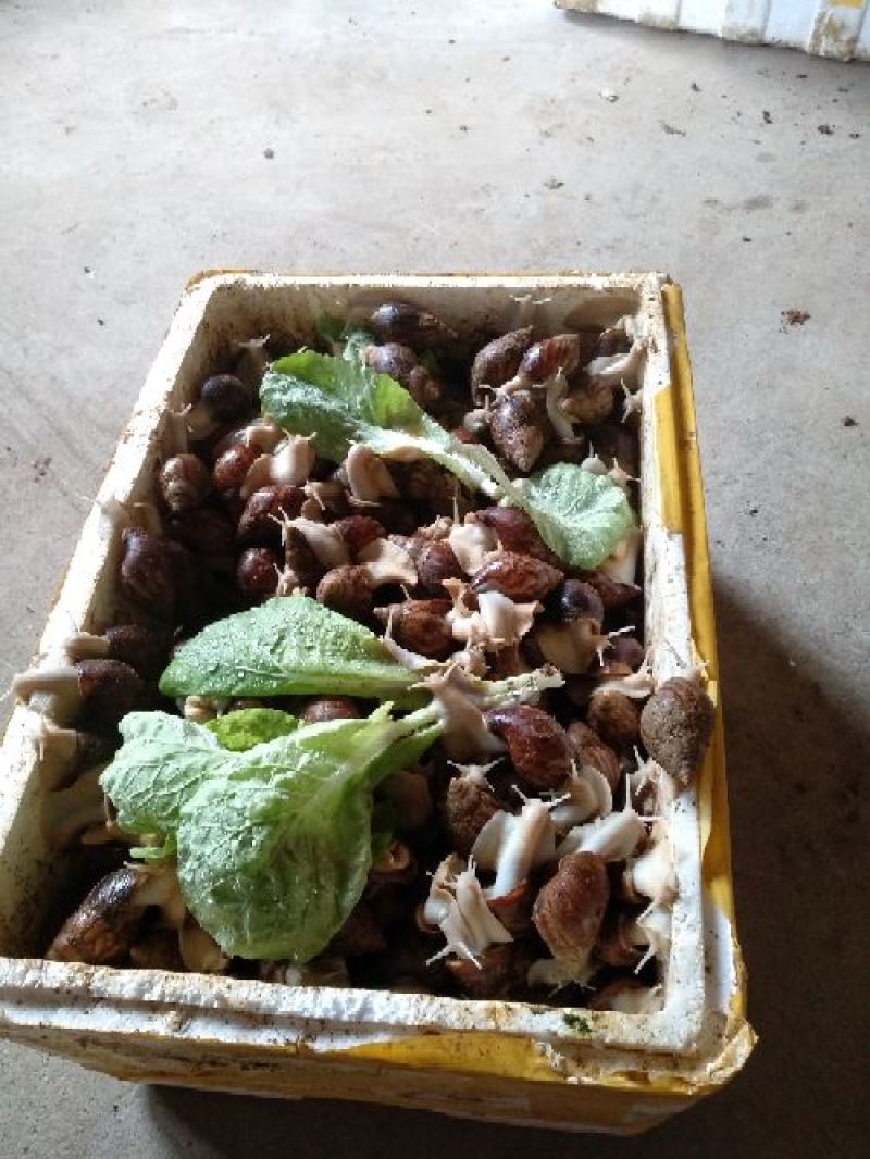 蜗牛白玉蜗牛种苗