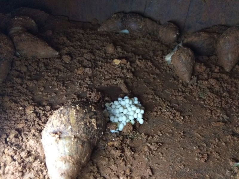 蜗牛白玉蜗牛种苗