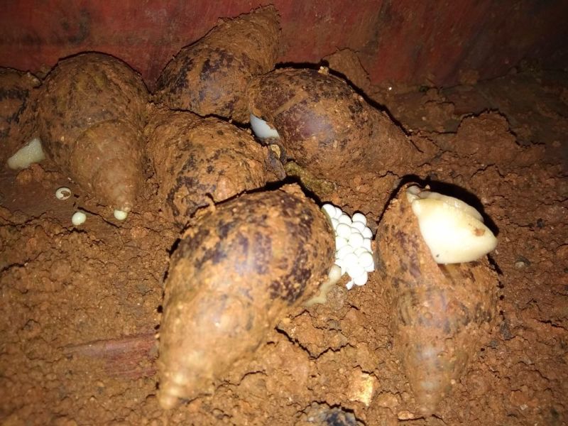 蜗牛白玉蜗牛种苗