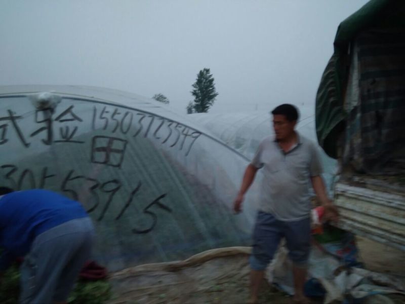 红薯苗15~25cm