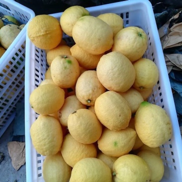 柠檬2.7~3.2两