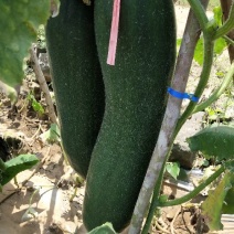冬瓜15斤以上吊冬瓜