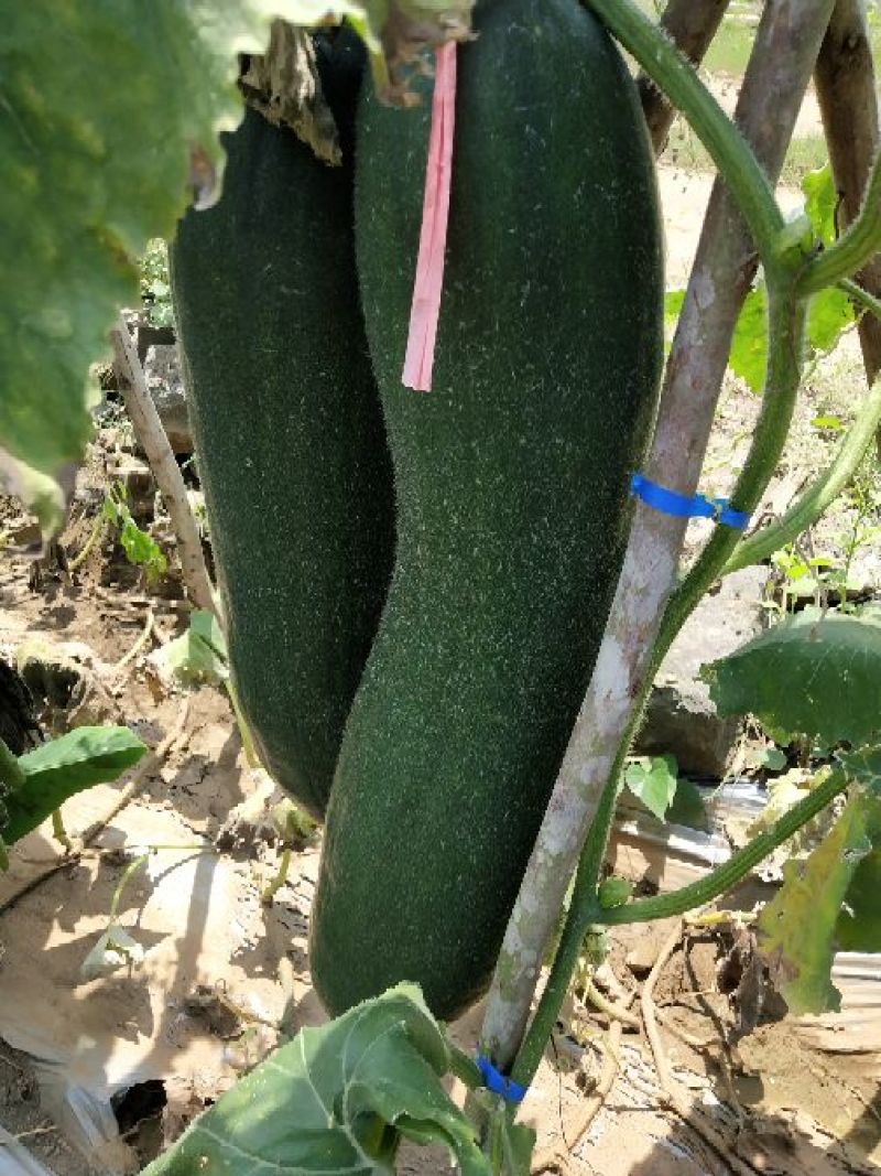 冬瓜15斤以上吊冬瓜