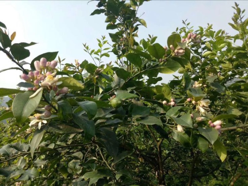 柠檬2.7~3.2两