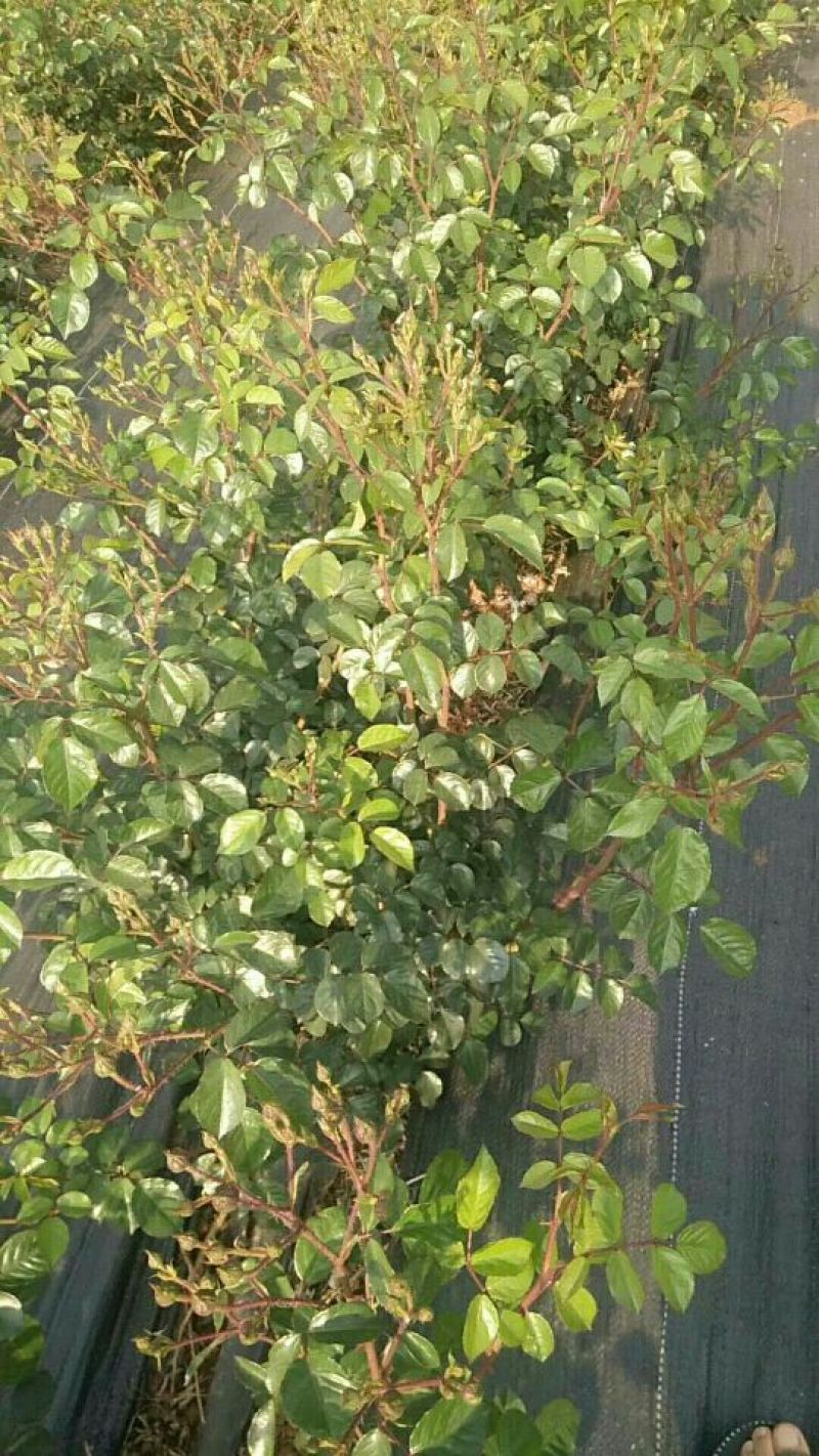 金边玫瑰花10~20cm