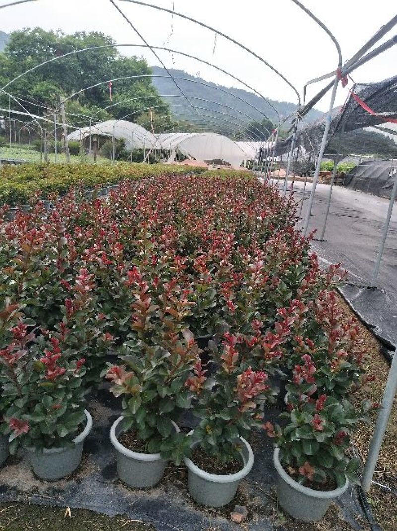 紫薇