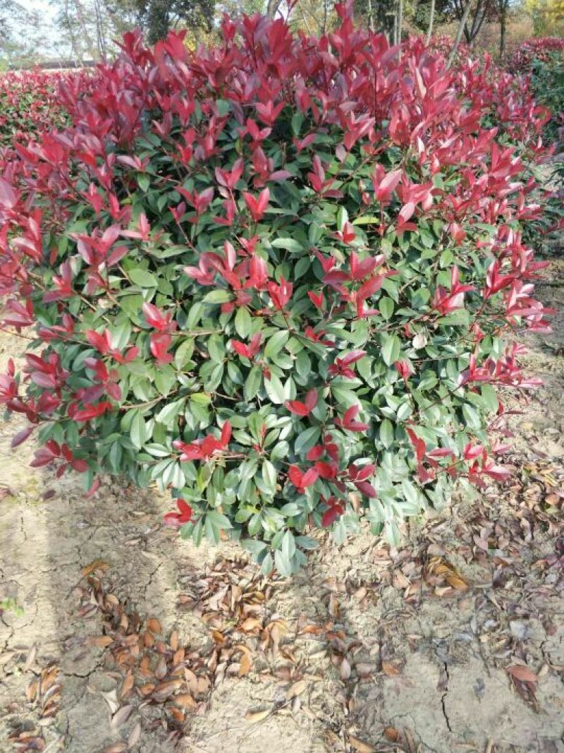 火焰红红叶石楠球