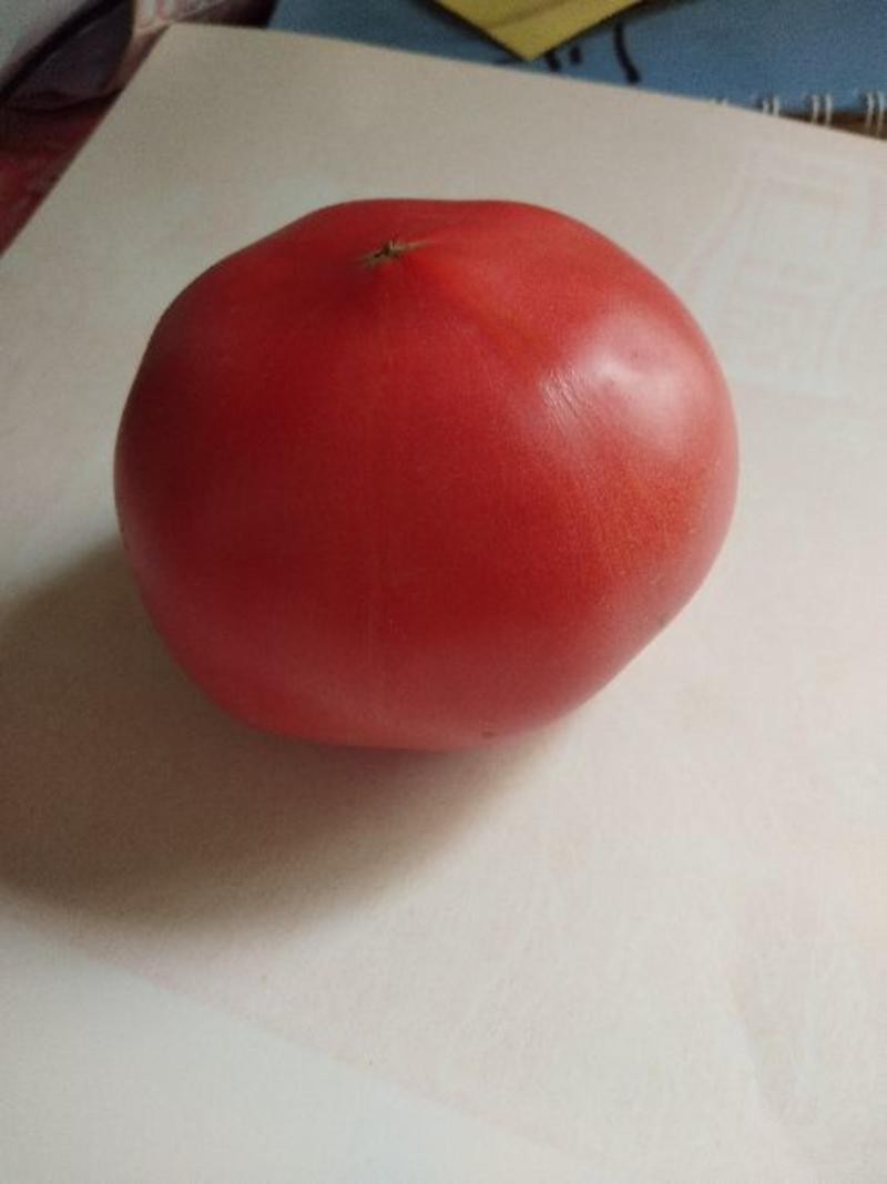 西红柿硬粉西红柿弧二以上硬粉精品