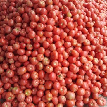 西红柿硬粉西红柿弧二以上硬粉精品