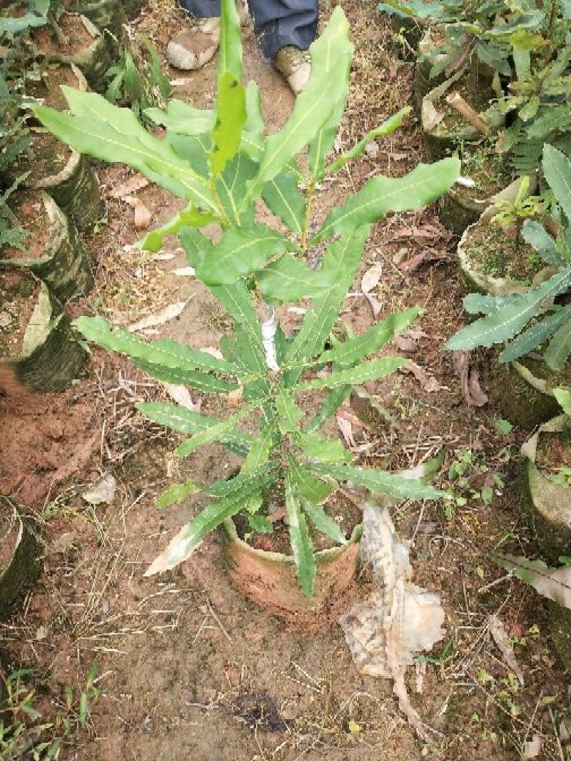 澳洲坚果苗
