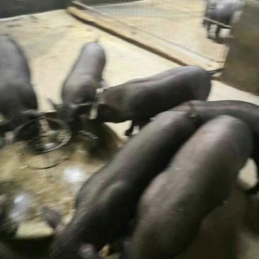黑土仔猪60~100斤