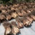 山棕片棕树皮棕衣棕丝山货