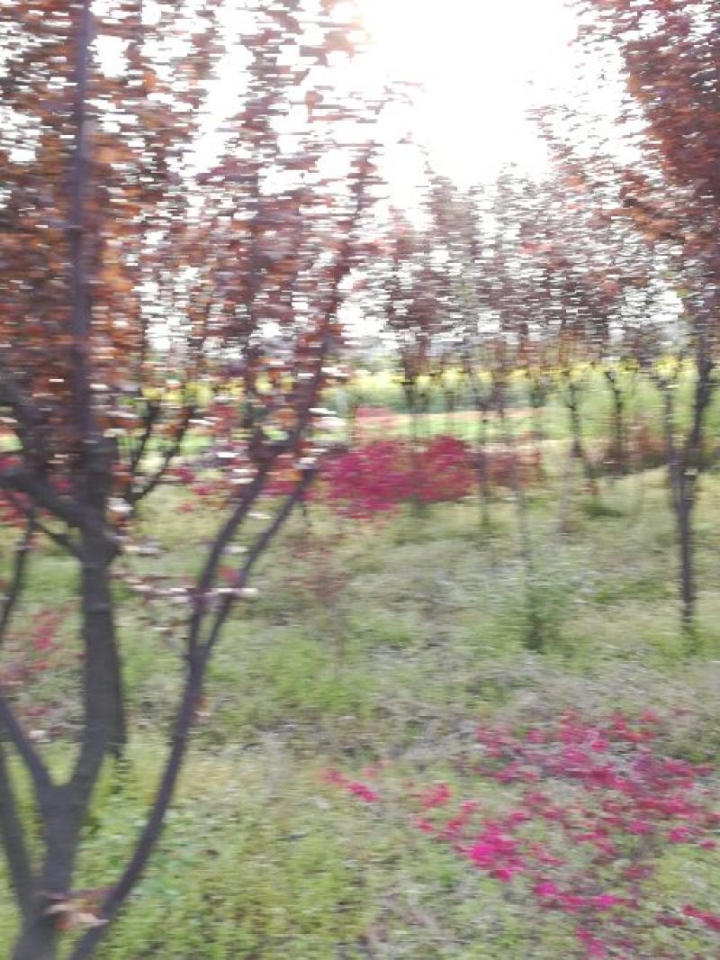 红叶李