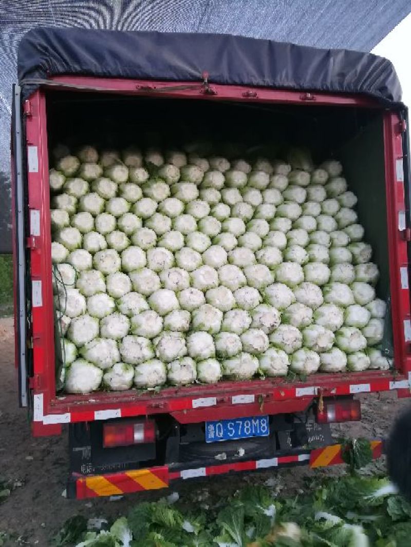 黄心白菜质量好价格不贵，加工厂，泡菜厂电商，市场