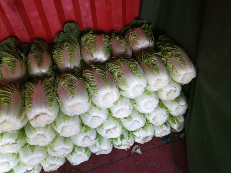 黄心白菜质量好价格不贵，加工厂，泡菜厂电商，市场