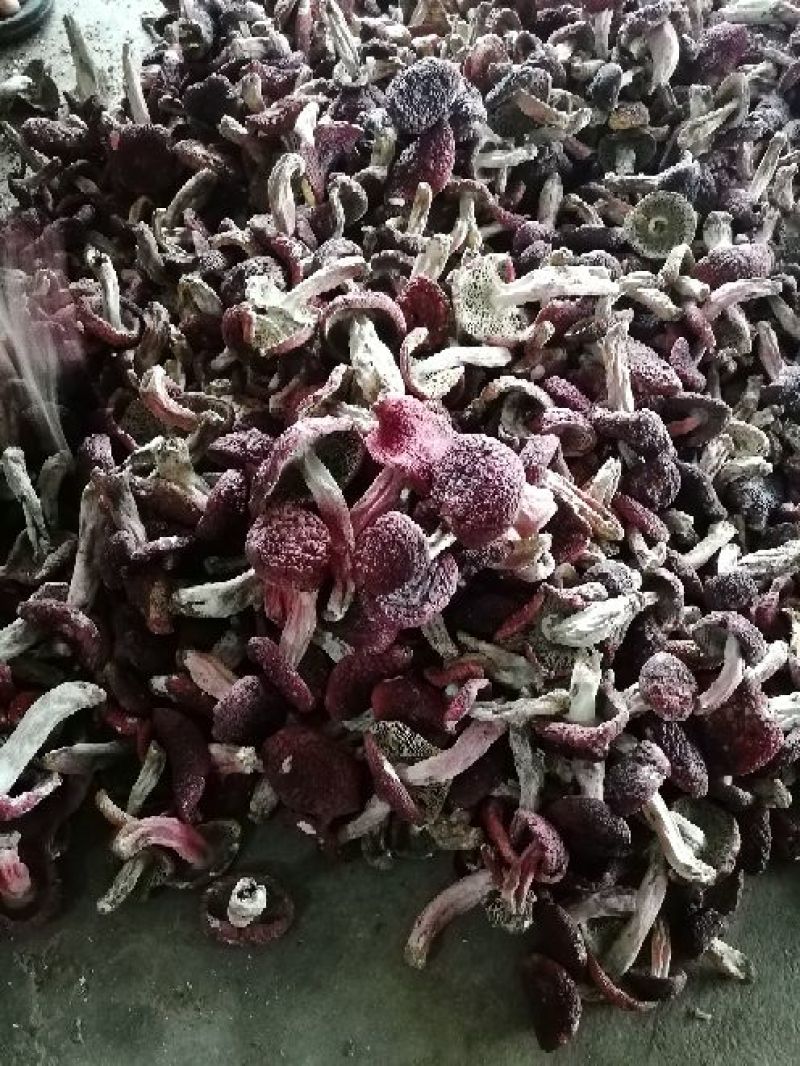 精品红菇