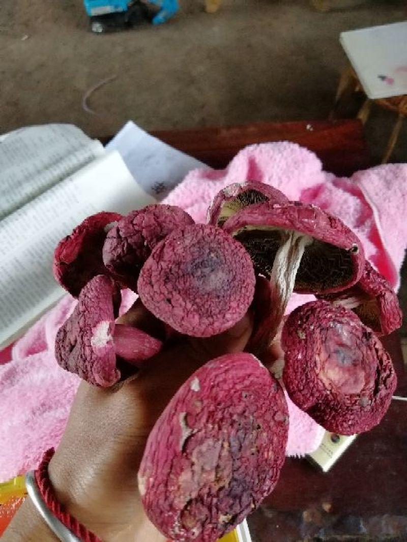 精品红菇
