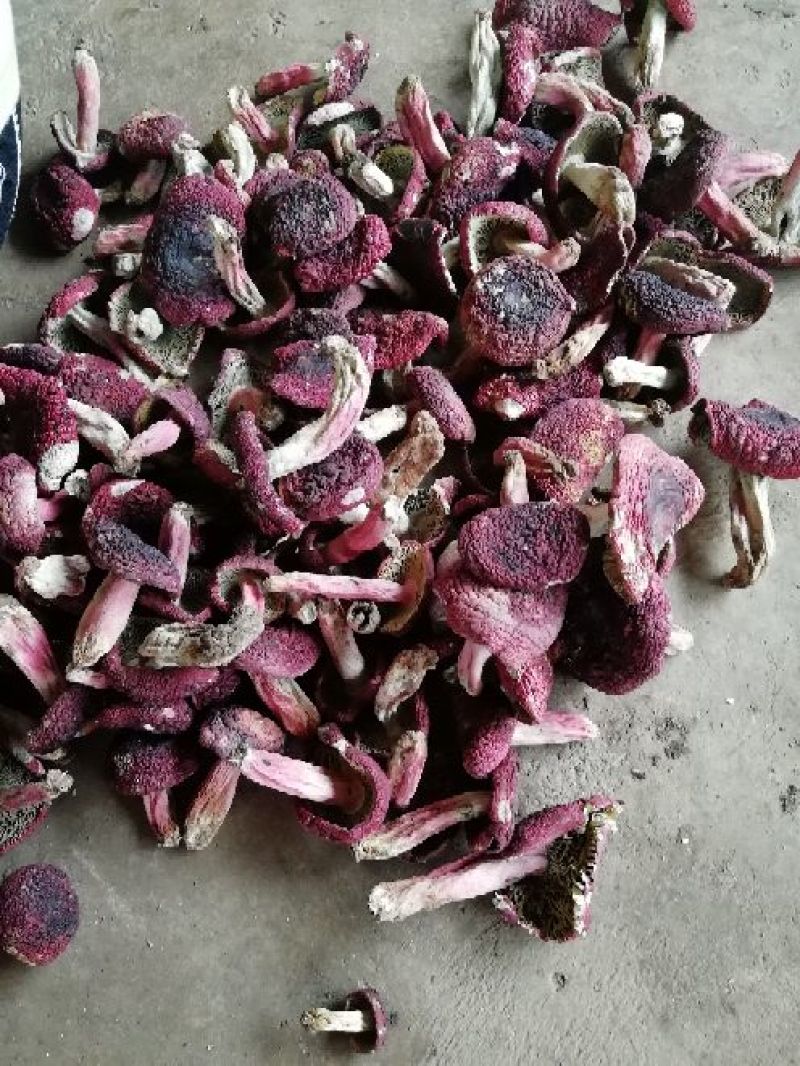 精品红菇