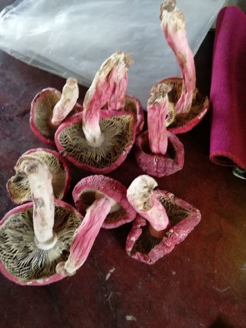 精品红菇