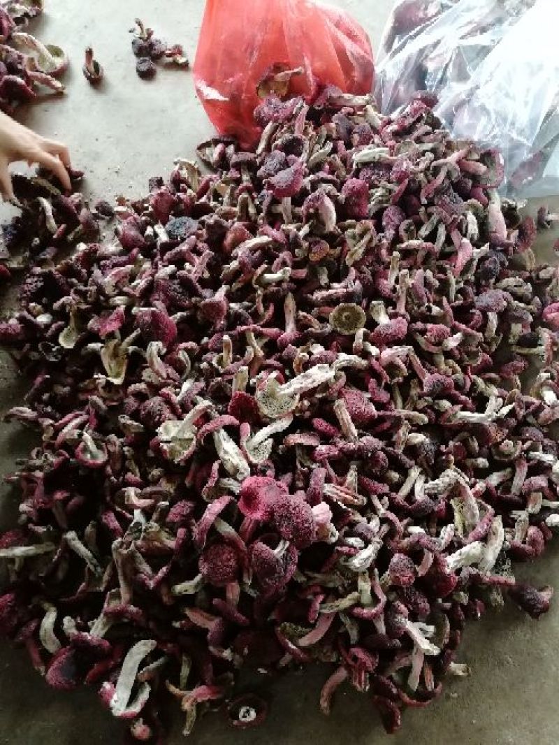 精品红菇