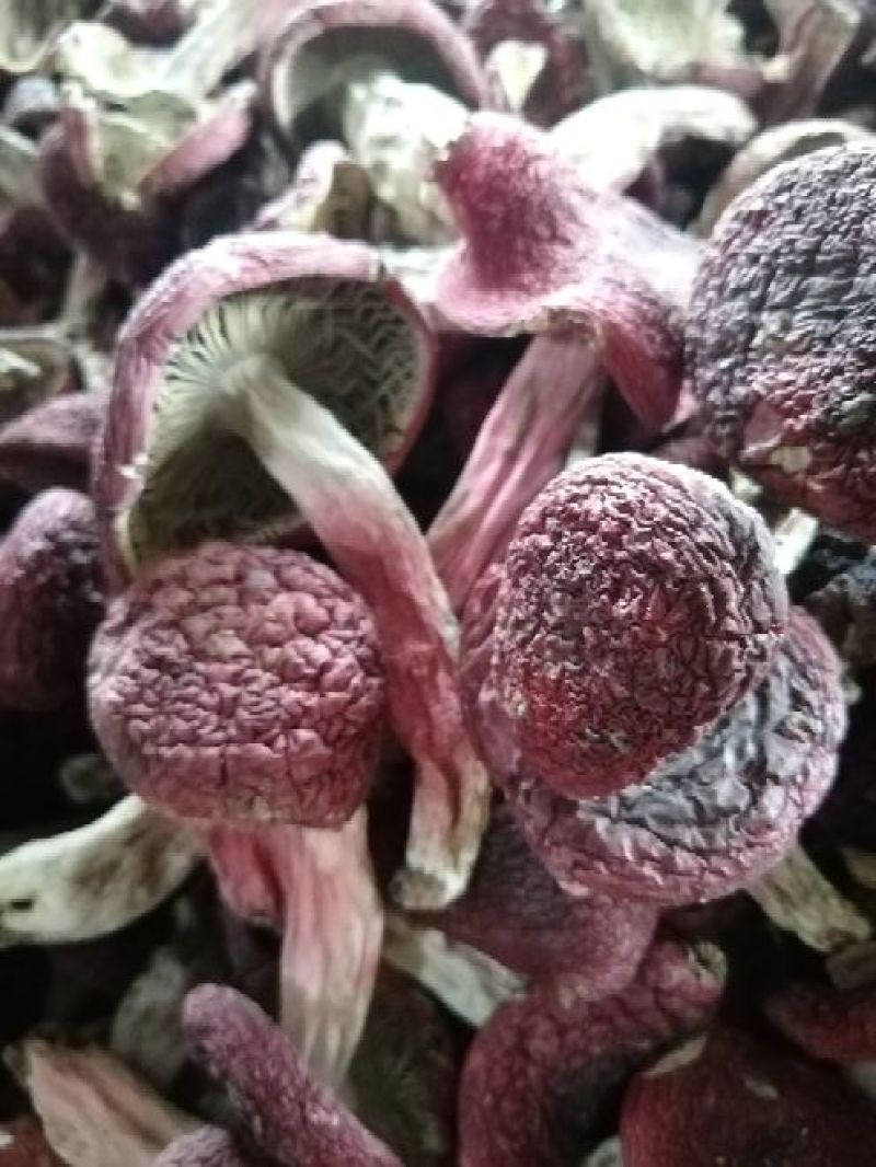 精品红菇