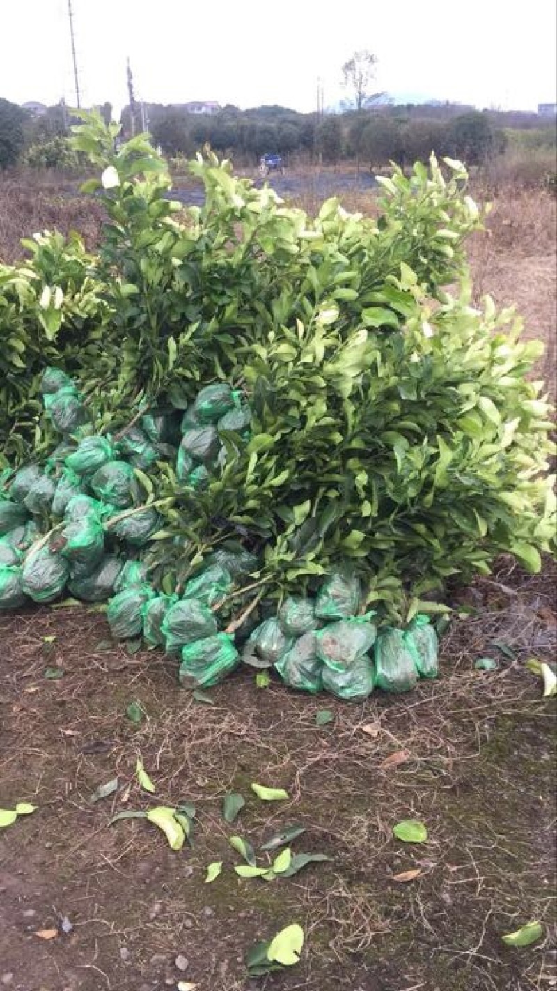 三红蜜柚苗2.5-4cm土球）三红柚子结果树苗