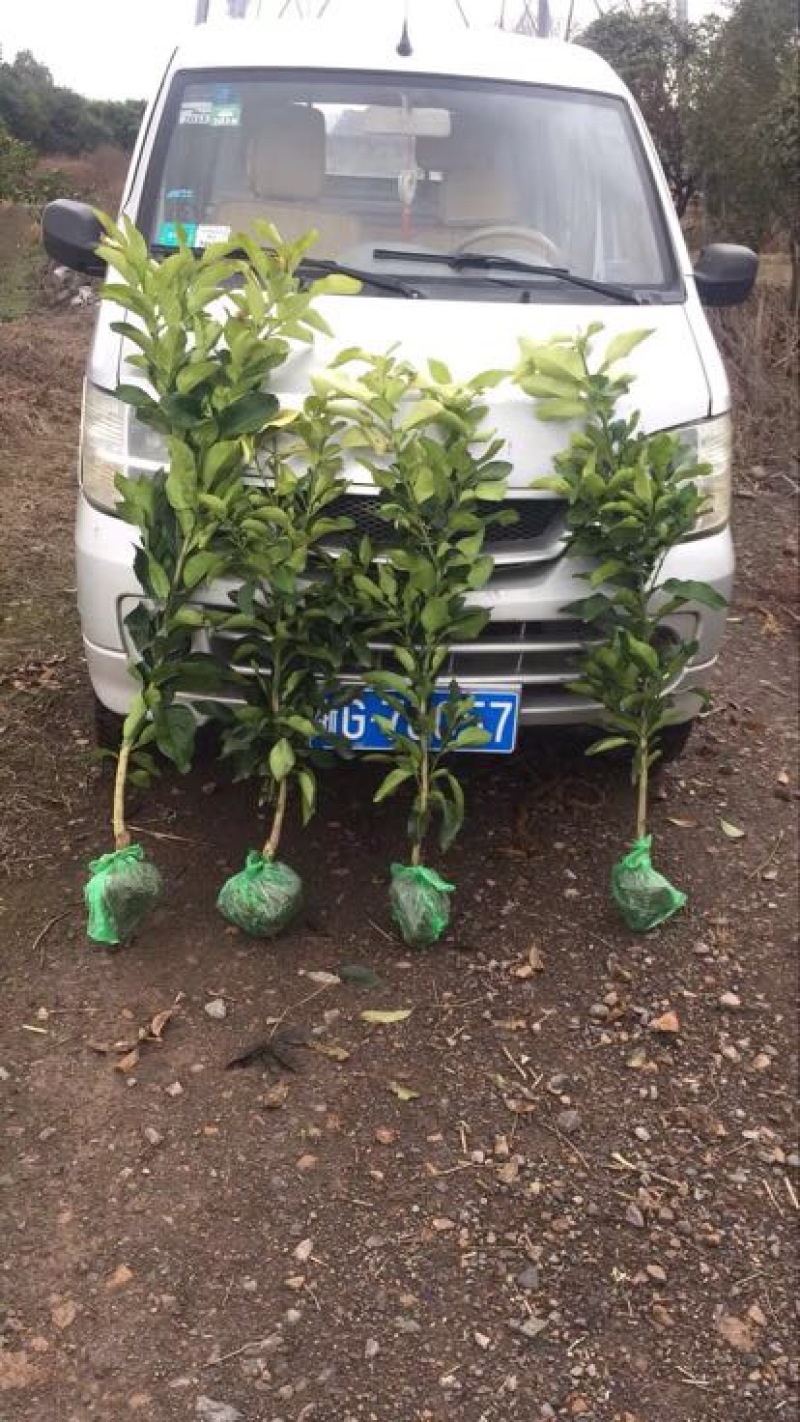 三红蜜柚苗2.5-4cm土球）三红柚子结果树苗