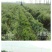 艾叶全叶统
