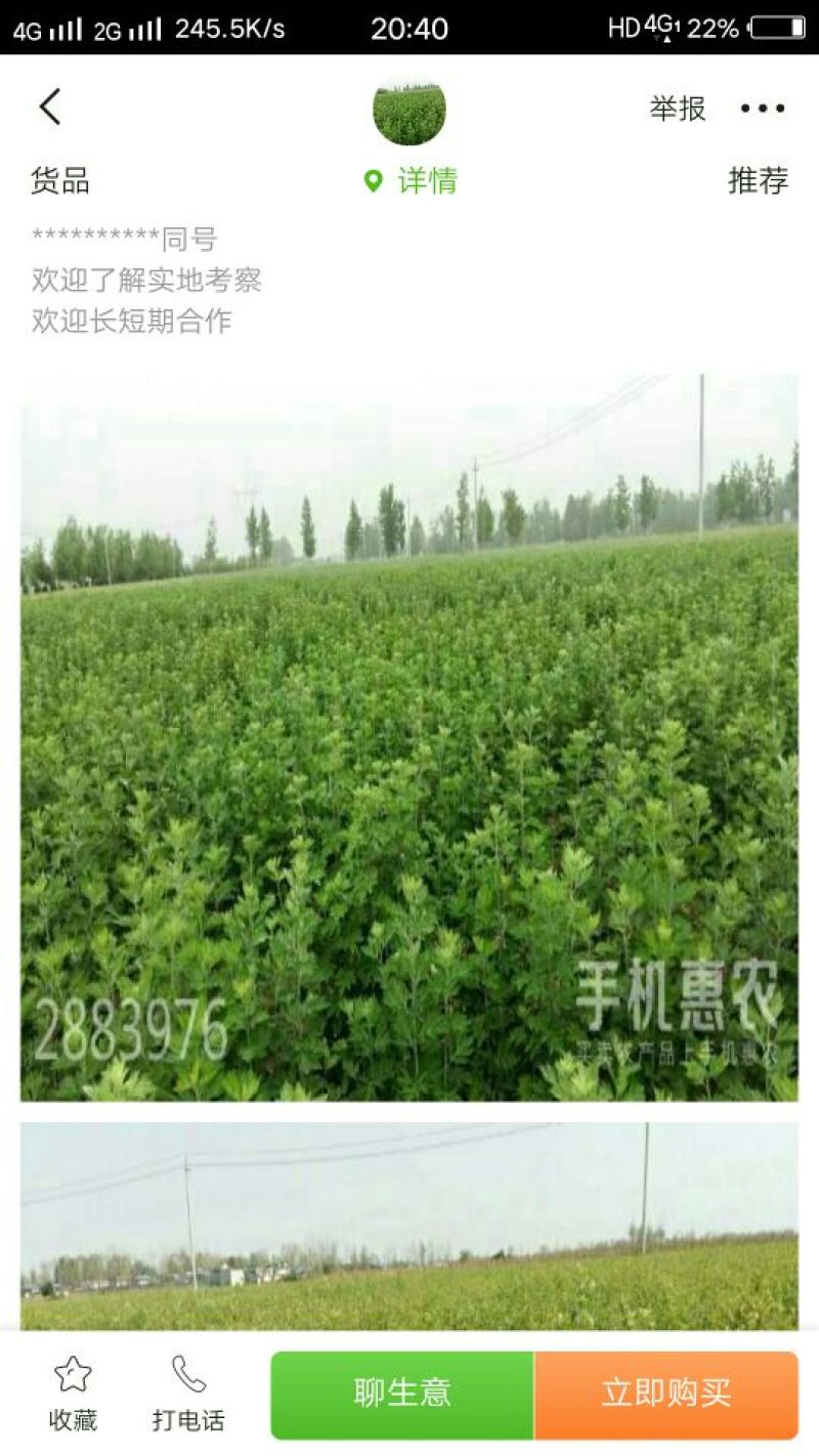艾叶全叶统