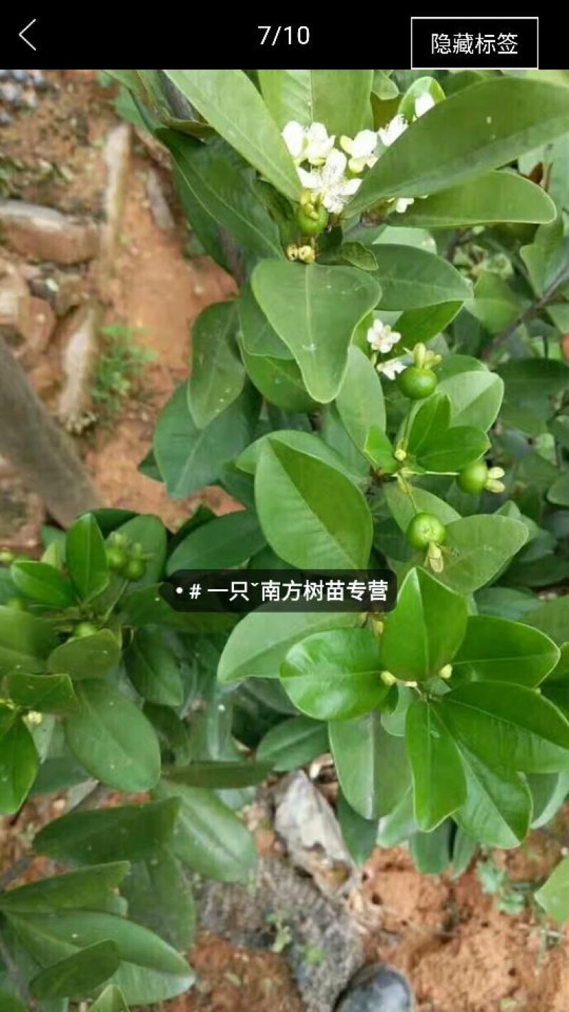 红灯笼樱桃苗2年10~20cm