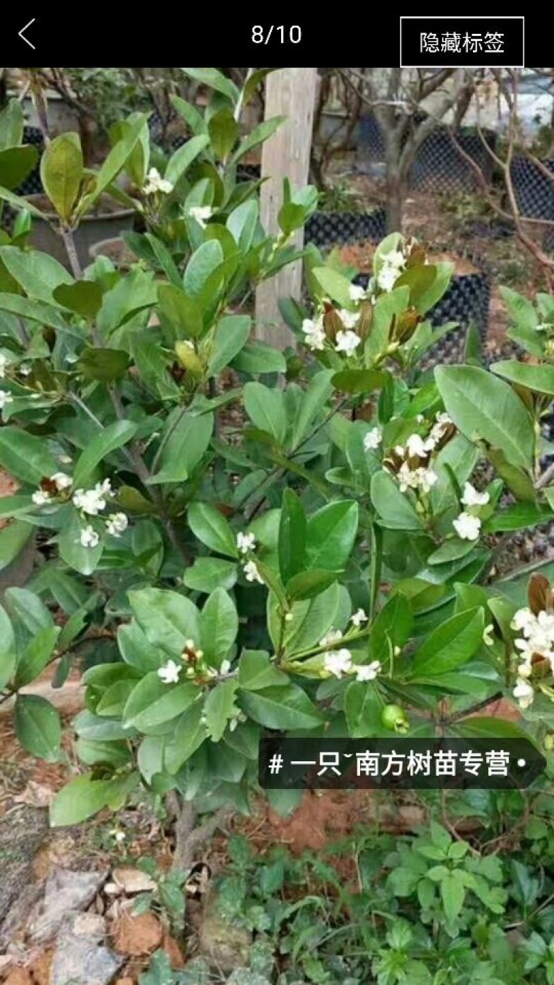 红灯笼樱桃苗2年10~20cm