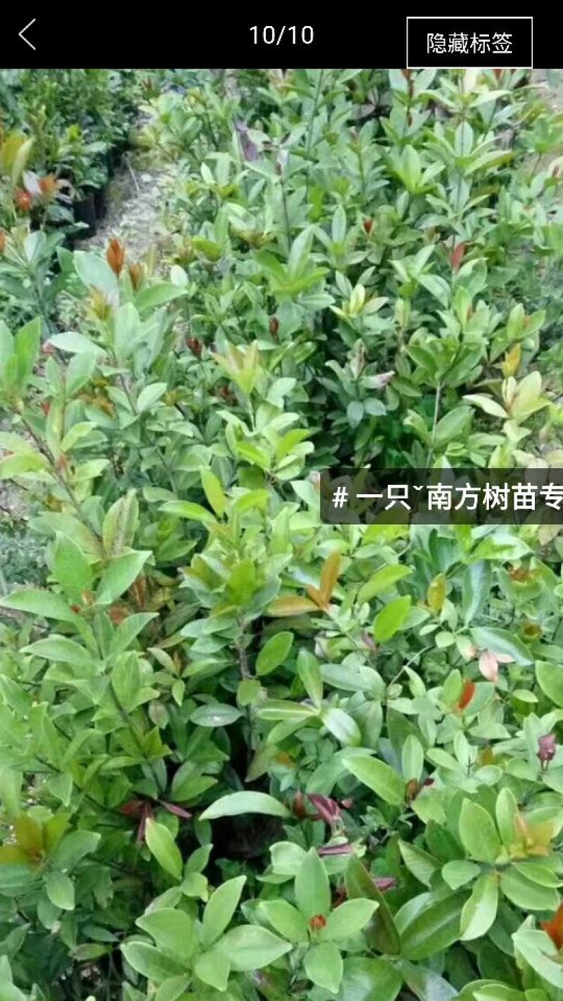红灯笼樱桃苗2年10~20cm