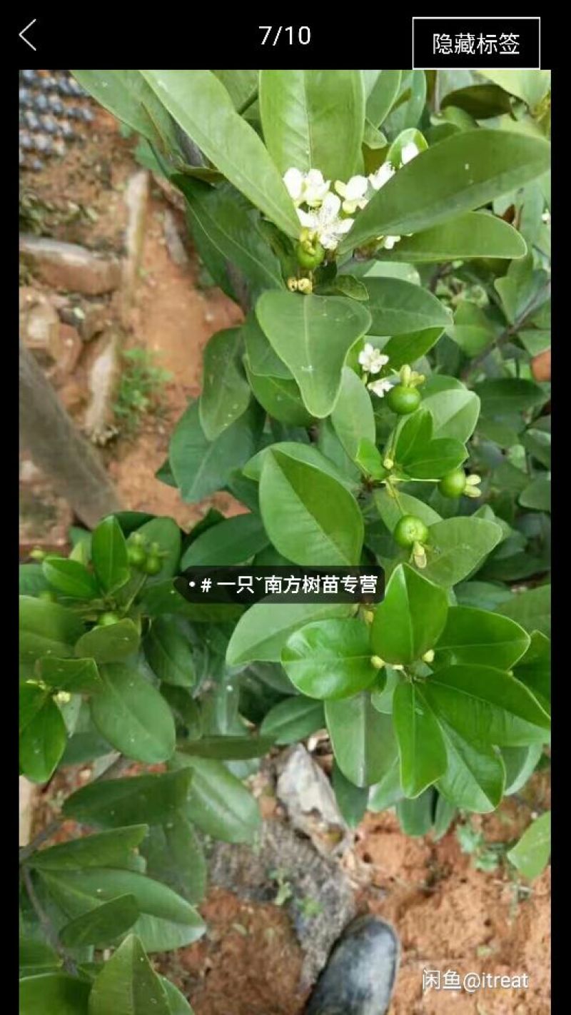红灯笼樱桃苗2年10~20cm