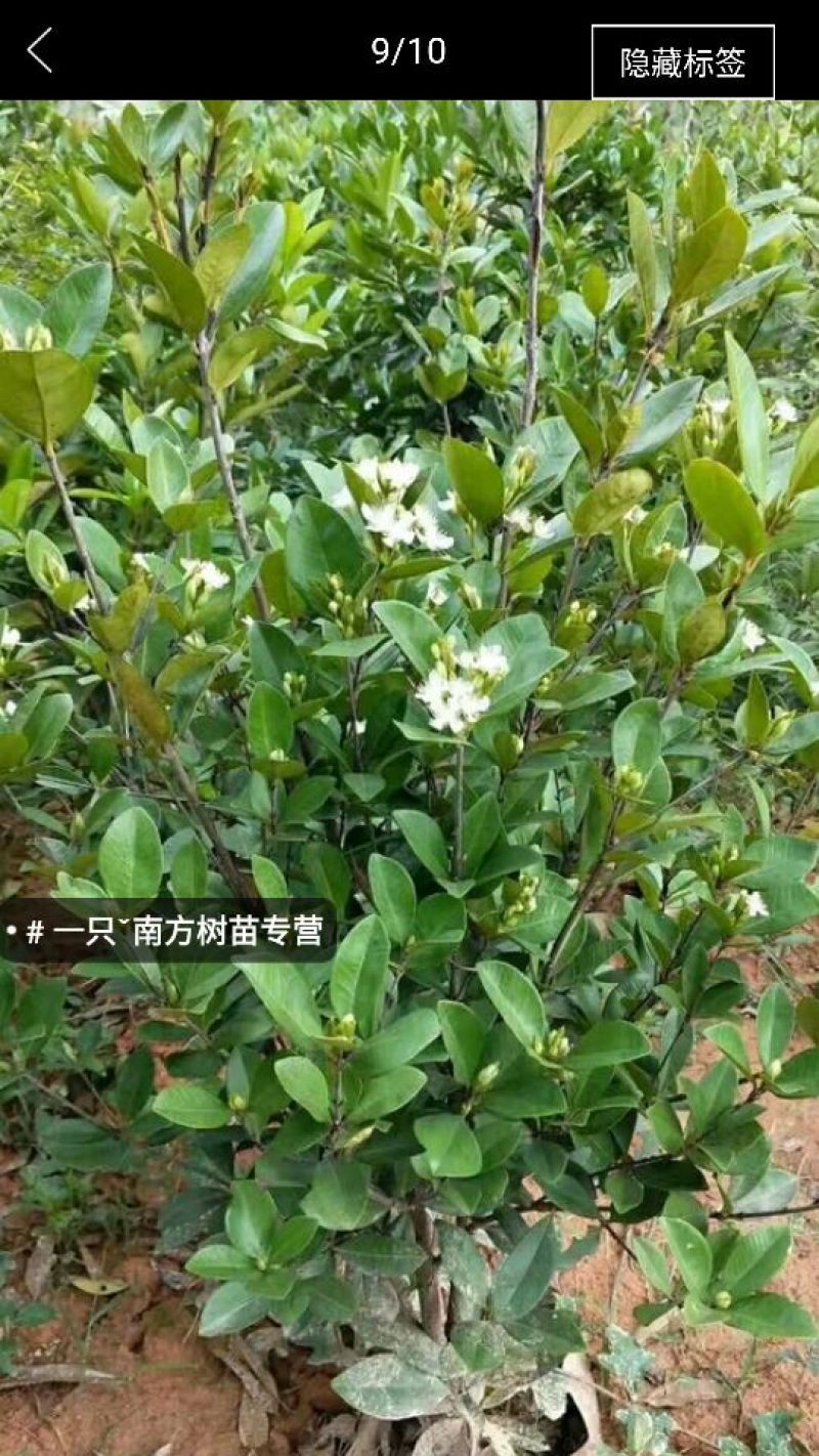 红灯笼樱桃苗2年10~20cm