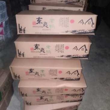 老鸭