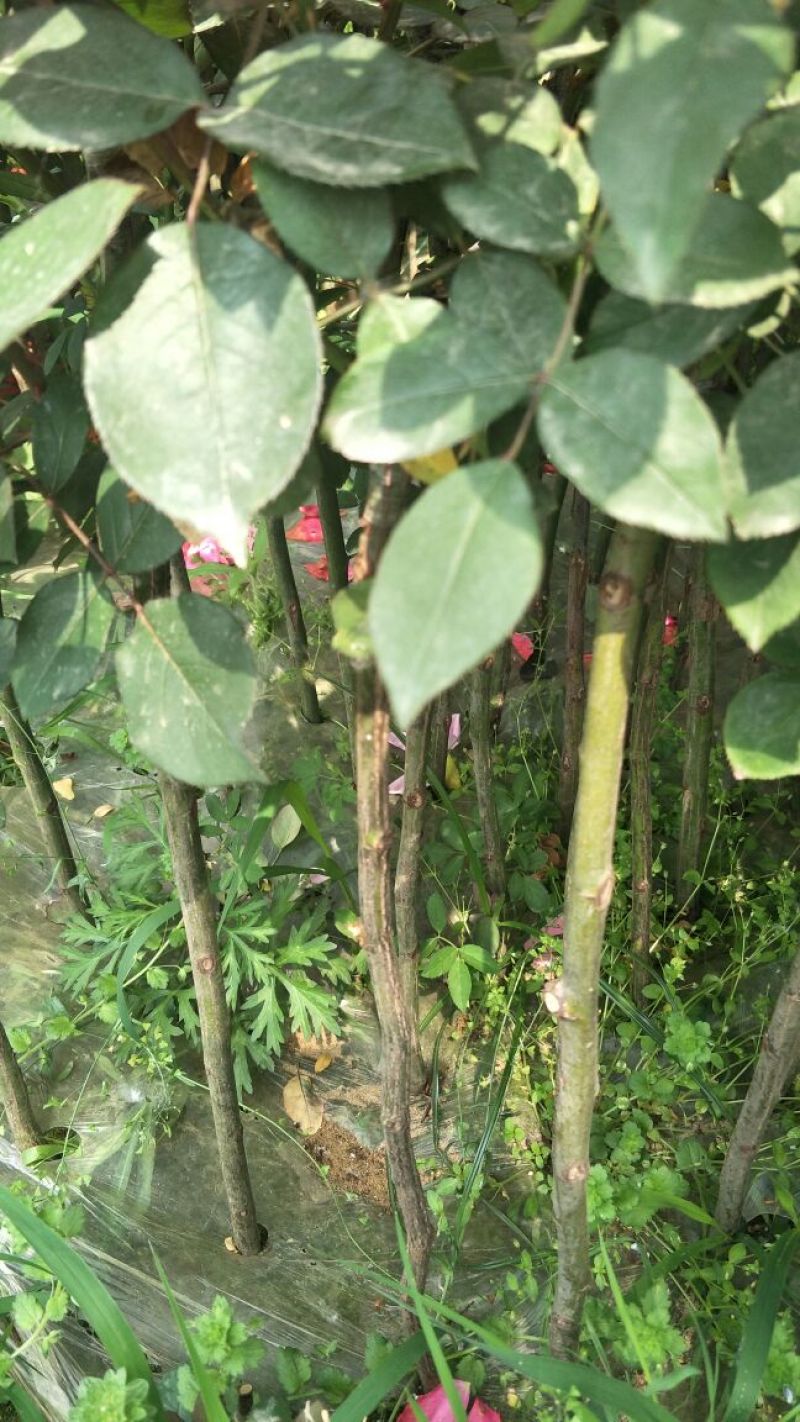 月季70~80cm，一公分以上粗棒棒糖月季，品种多质量