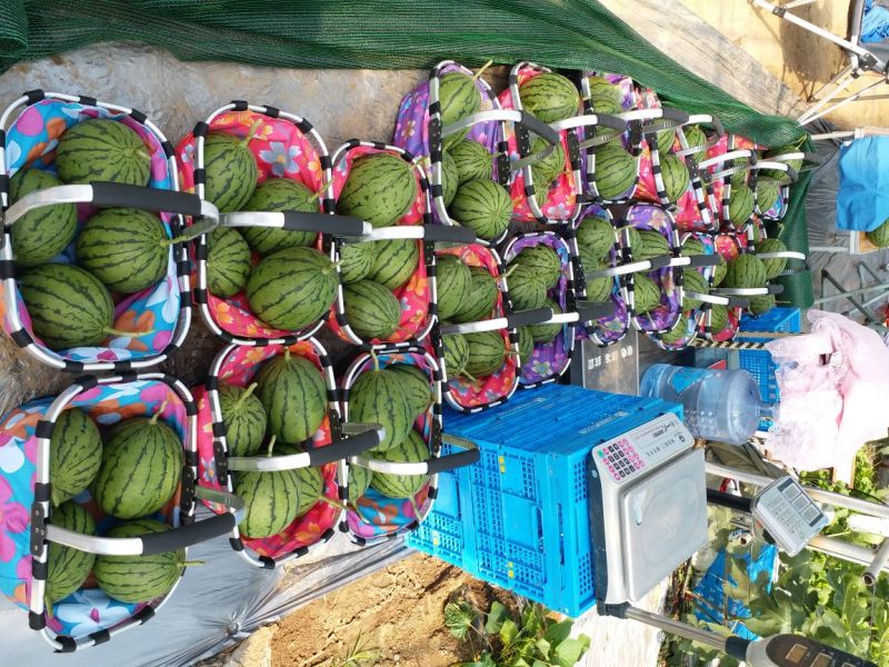 《预售》西瓜9.5成熟1茬，订单生产产品请提前一个月下单