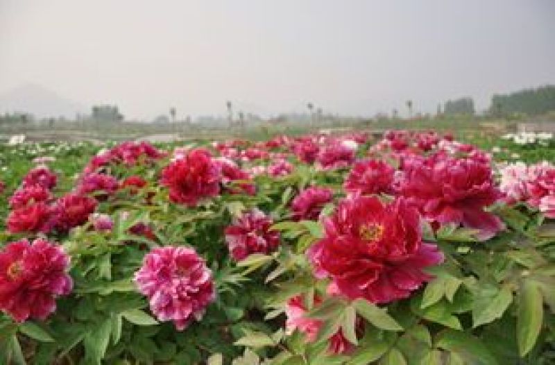 牡丹，观赏牡丹，观赏牡丹苗，观赏牡丹花苗，观赏牡丹种苗