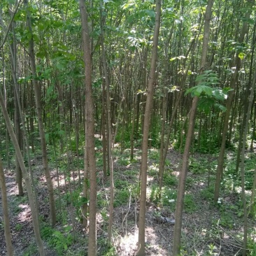 白蜡树老白蜡树苗速生白蜡树苗大量低价供应