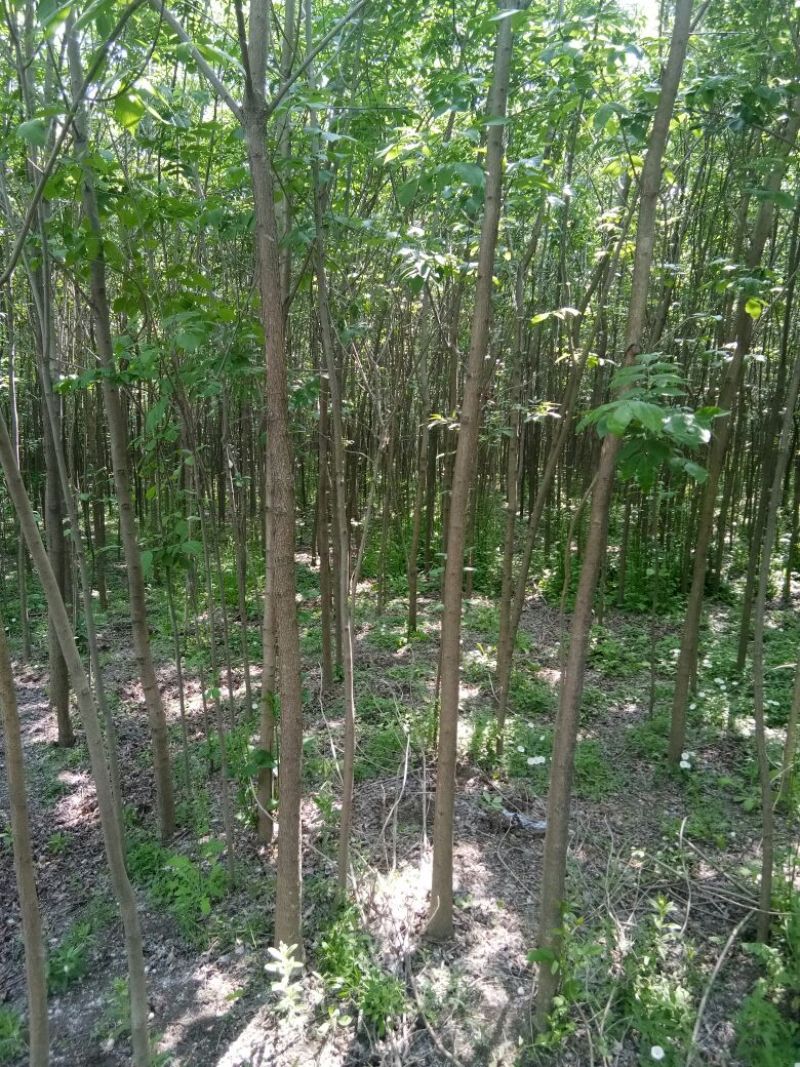 白蜡树老白蜡树苗速生白蜡树苗大量低价供应