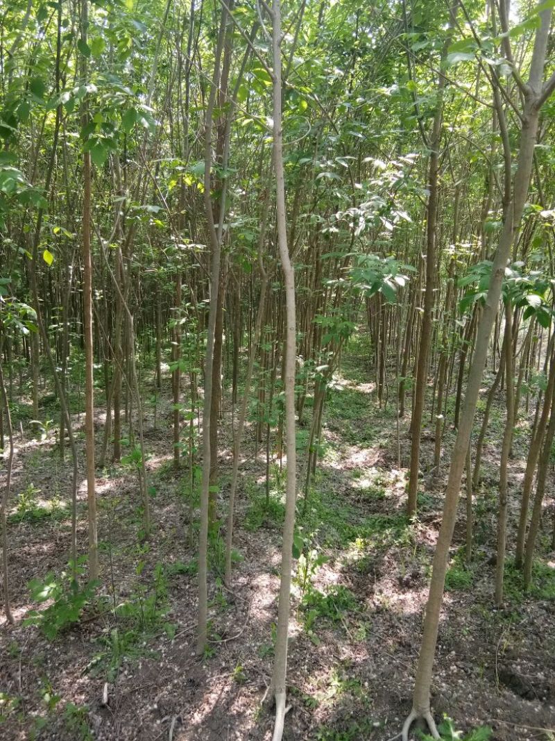 白蜡树老白蜡树苗速生白蜡树苗大量低价供应